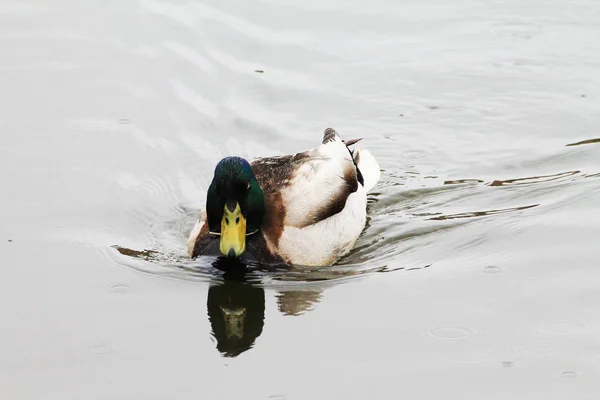 Duck Male Swims Fishing River Bank — Stock Photo, Image