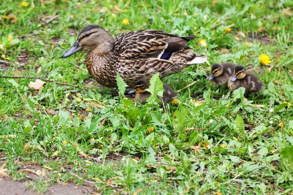 Duck Family Vrouw Kuikens Zijn Zoek Naar Kevers Het Gras — Stockfoto