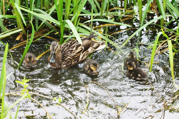 Duck Family Female Chicks Splashing Grass Thickets — Stock Photo, Image
