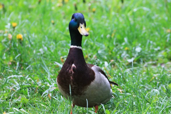 Pato Macho Está Procurando Sua Amiga Fêmea Prado — Fotografia de Stock