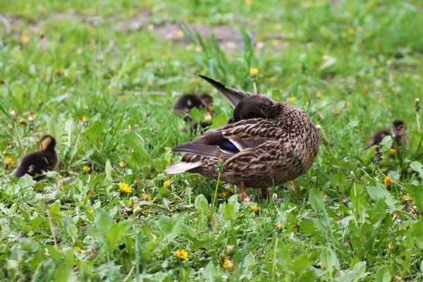 Duck Family Vrouw Kuikens Koesteren Zon Oever Van Rivier — Stockfoto