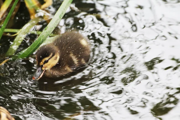 Ittle Eendje Zwemt Buurt Van Rivier Bank — Stockfoto