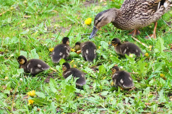 Een Eend Vrouwelijk Wandelingen Met Kuikens Een Weiland — Stockfoto