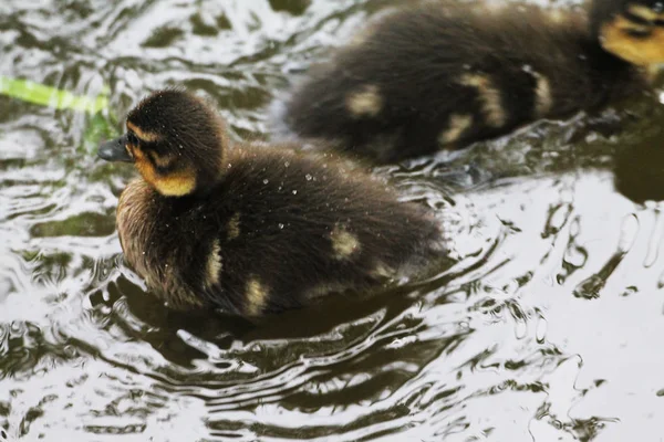 Kleine Eendje Spatten Het Water — Stockfoto