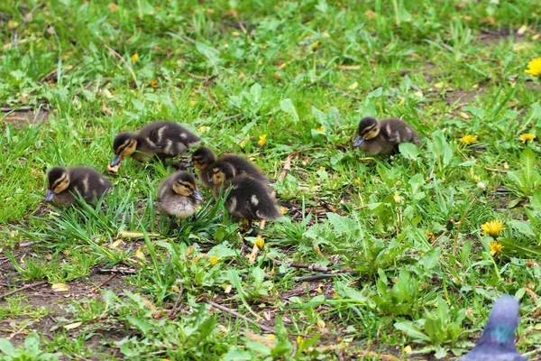 Patos Pequenos Nibble Banco Rio — Fotografia de Stock