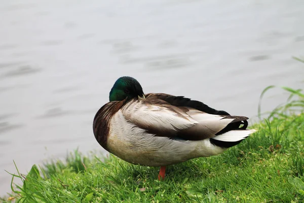 Een Eend Mannetje Slaapt Buurt Van Rivieroever — Stockfoto