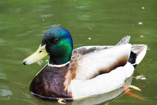 Anatra Maschio Cattura Pesci Sulla Superficie Dell Acqua Del Fiume — Foto Stock