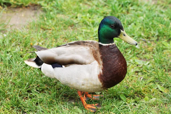 Pato Macho Está Pie Orilla Del Río Quiere Saltar — Foto de Stock