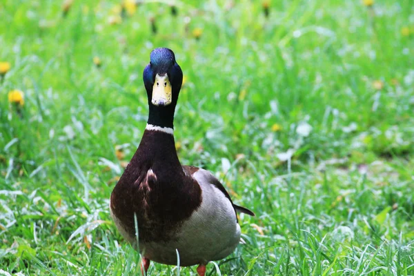 Duck Male Watches His Girlfriend — Stock Photo, Image