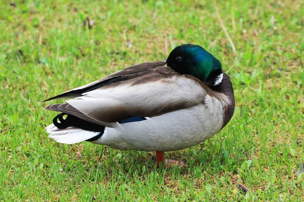 Close Pato Macho Descansa Grama Verde — Fotografia de Stock