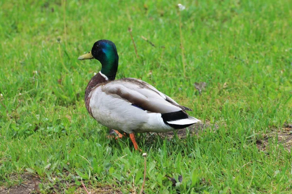 Canard Mâle Marche Dans Pré — Photo