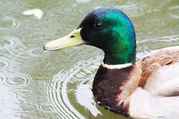 Primo Piano Anatra Maschio Uno Sfondo Acqua Sotto Pioggia — Foto Stock