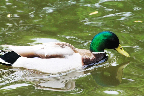 Anatra Maschio Taglia Splendidamente Superficie Del Lago Cattura Pesci — Foto Stock