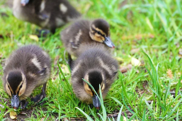 Três Tópicos Peludos Pequenos Bonitos Grama Verde — Fotografia de Stock