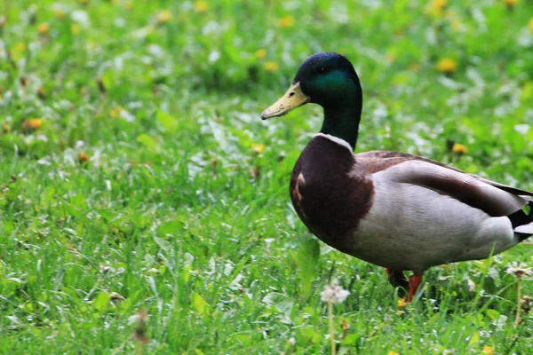 一只鸭子 特写站在草地上 对生活进行反思 — 图库照片