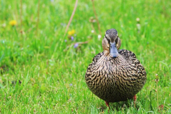 Pato Mamã Que Presta Atenção Seus Patinhos — Fotografia de Stock