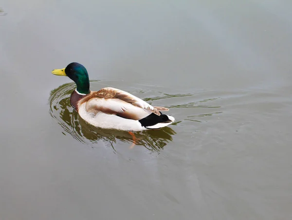 Anatra Maschio Galleggia Lungo Fiume Cerca Una Coppia Amore Creare — Foto Stock