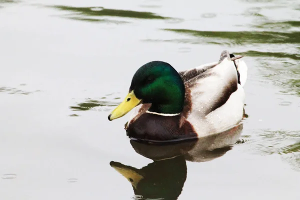 Pato Macho Nada Para Costa Lago Para Descanso — Fotografia de Stock