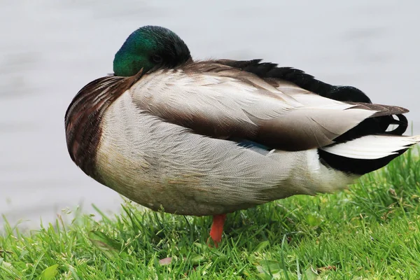 Eend Mannetje Close Rustig Slapen Wal — Stockfoto