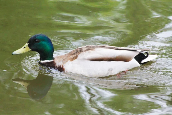 Duck Macho Ensina Patinhos Pequenos Para Nadar — Fotografia de Stock
