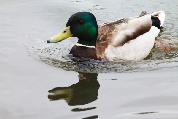 一只鸭子 映照在城市公园的池塘镜子里 — 图库照片