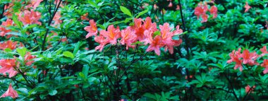 Güzel kırmızı rodendrons güneşte sevinirler ve çiy gömülüdür. Rodendron Panorama