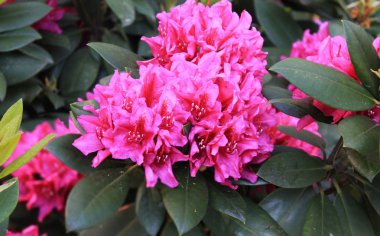 Çiçekli sırasında muhteşem pembe rodendrons Tomurcuk