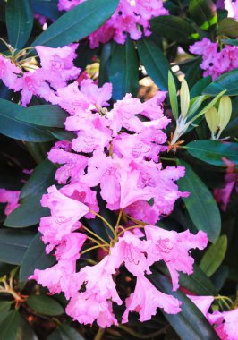 botanik bahçede pembe rodedronile dikey panorama