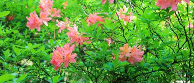 Yaz aylarında botanik bahçesinde pembe rodendrons ile Panorama