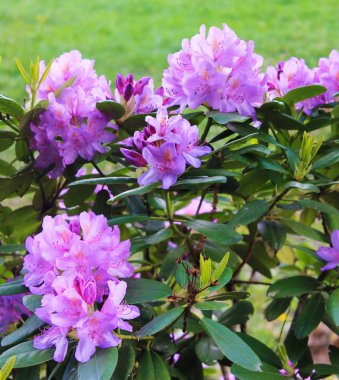 Şehir parkında Bush ışık mor rodendron. Panorama