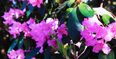 Rodendrons güzel çiçeklenme. Panorama