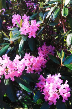 Ağaçların gölgesinde saklanan pembe rodendrons ile Panorama.