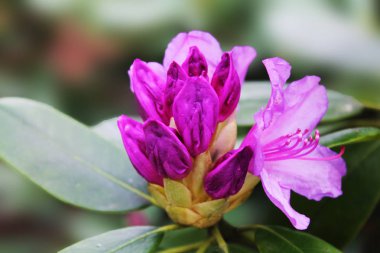 . Rhododendron'un parlak tomurcuk güzelliği hakkında söyler.