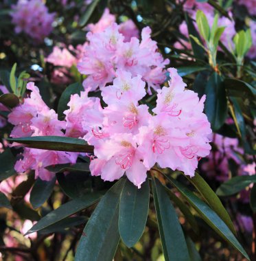 Rodendron güzel bir pembe tomurcuk güneş ışınları ile yıkanmış.