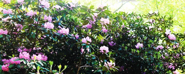 Piękna Panorama Purpurowe Letnie Krzewy Rodendronów Tle Liści — Zdjęcie stockowe