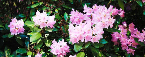 Rodendrony Zdobią Ogród Botaniczny Piękna Panorama Różowym Letnim Rodendronami Tle — Zdjęcie stockowe