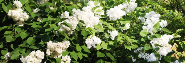 Panorama Beautiful White Lilac Lilac Bushes Meet Morning Dawn — Stock Photo, Image