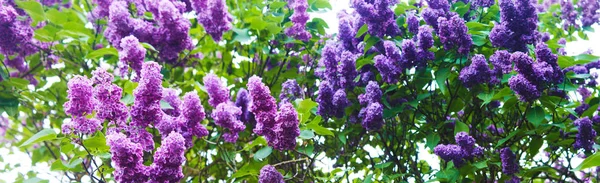 Panorama Beautiful Blue Lilac Lilac Bushes Meet Morning Dawn — Stock Photo, Image