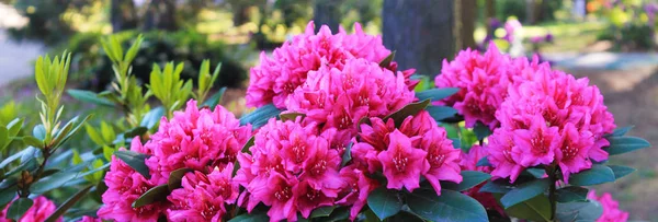 Güzel pembe rodendrons ile Panorama. Rodendron çalıları sabah şafağı yla buluşuyor