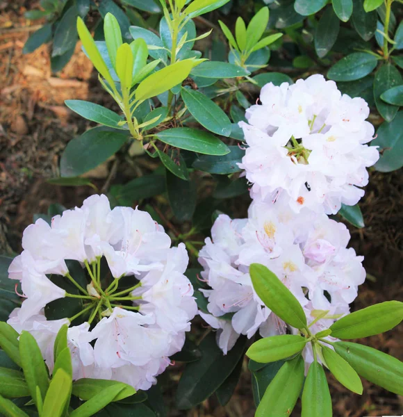 Pąki Wspaniałych Białych Rodendronów Podczas Kwitnienia — Zdjęcie stockowe