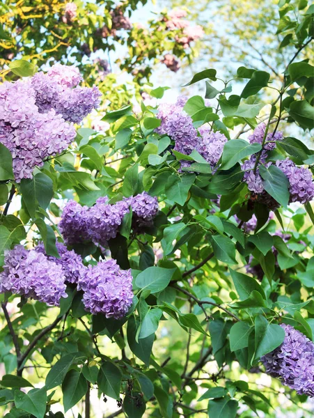 vertical panorama with purple lilac in the botanical garden