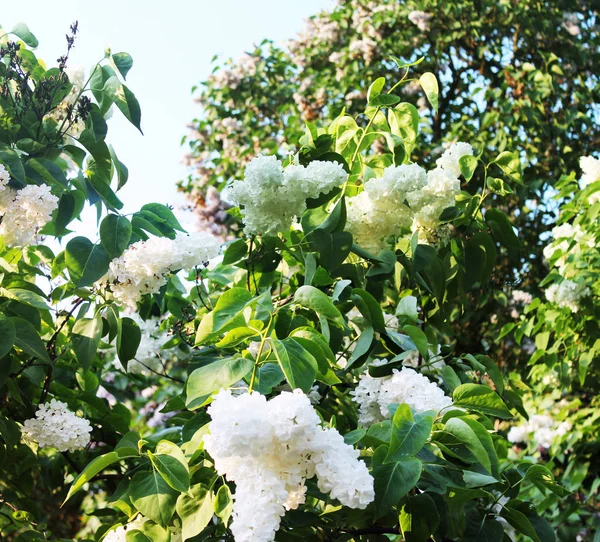 Panorama Com Lilases Brancos Jardim Botânico Verão — Fotografia de Stock