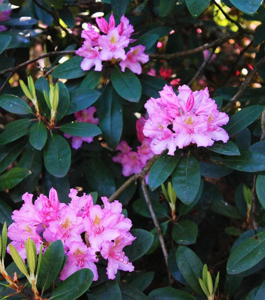 Panorama Three Pink Rodendrons City Park — Stock Photo, Image