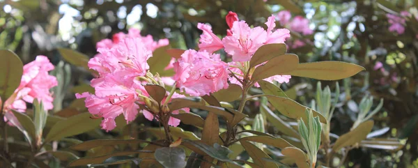 Panorama Rodendronami Podczas Letnich Kwitnienia Ogrodzie Botanicznym — Zdjęcie stockowe