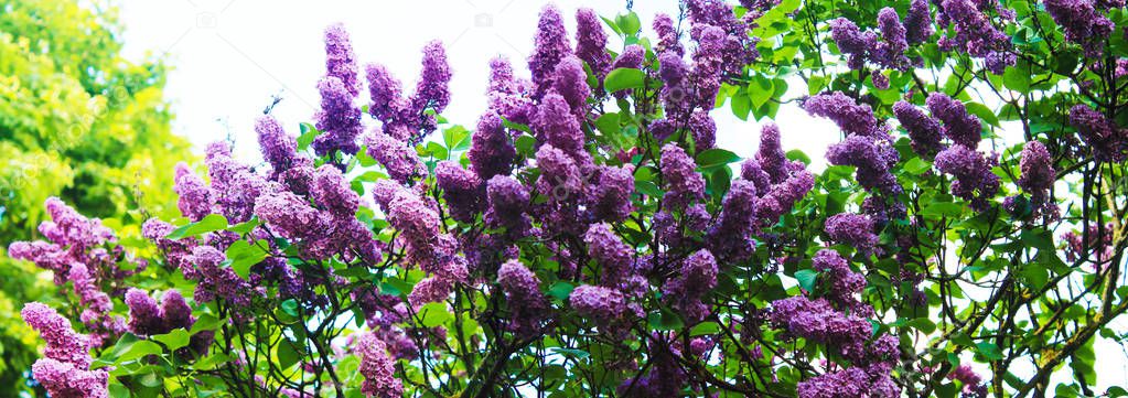Panorama with beautiful lilac radiant in the sun in a city park