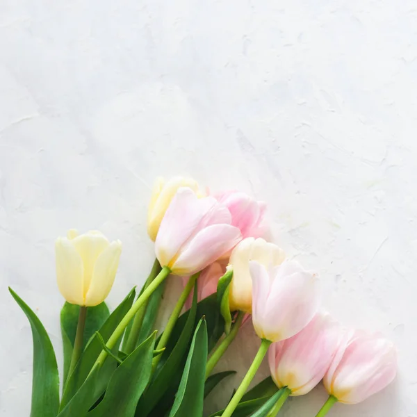 Spring tulips on white background. Copy space. Holiday card, mother\'s day concept, 8 march