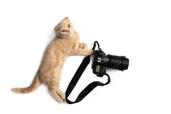 Crazy photographer. Funny cat with camera isolated on white background. Creative concept for World photography day, banner, greeting card