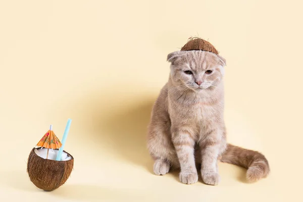 Spoiled bad vacation. Unhappy sad cat in coconut hat with coconut cocktail on yellow background. Travel problems. Copy space