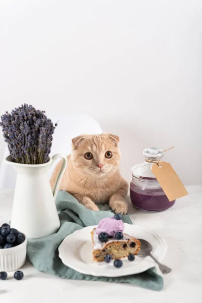 Cat at the table waiting yummy. Blueberry cake with ice cream ball and confiture in jar.