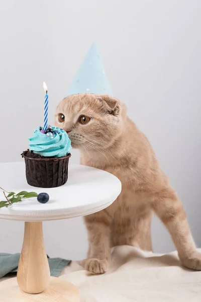 Making a wish. Cute cat in birthday hat with delicious cupcake with candle on light background